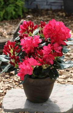 Rhododendron Hybrid 'Hachmanns Feuerschein' 5 Litre
