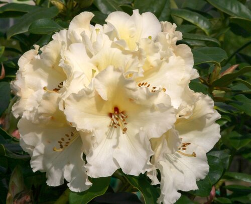 Rhododendron Hybrid Horizon Monarch 7.5 litre