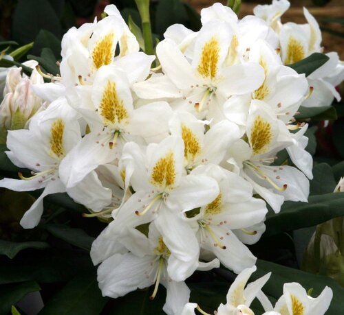 Rhododendron hybr Madame Masson C5 - image 1