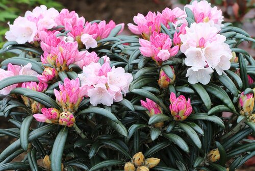 Rhododendron Hybrid Makiyak 6 Litre