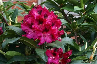 Rhododendron Hybrid Marie Fortier 7.5 Litre