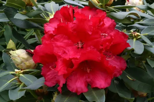 Rhododendron Hybrid Markettas Prize 7.5 Litre