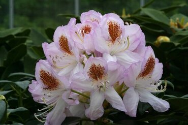 Rhododendron Hybrid Mrs T H Lowinsky 20 Litre