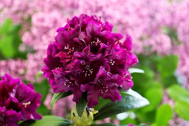 Rhododendron Hybrid Polar Night 7.5 Litre