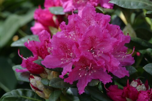 Rhododendron Hybrid Rocket 7.5 Litre