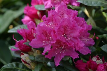 Rhododendron Hybrid Rocket 7.5 Litre