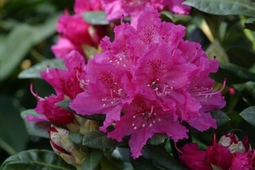 Rhododendron Hybrid Rocket Pink 35 Litre