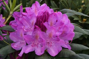 Rhododendron Hybrid Roseum Elegans 7.5 Litre - image 1