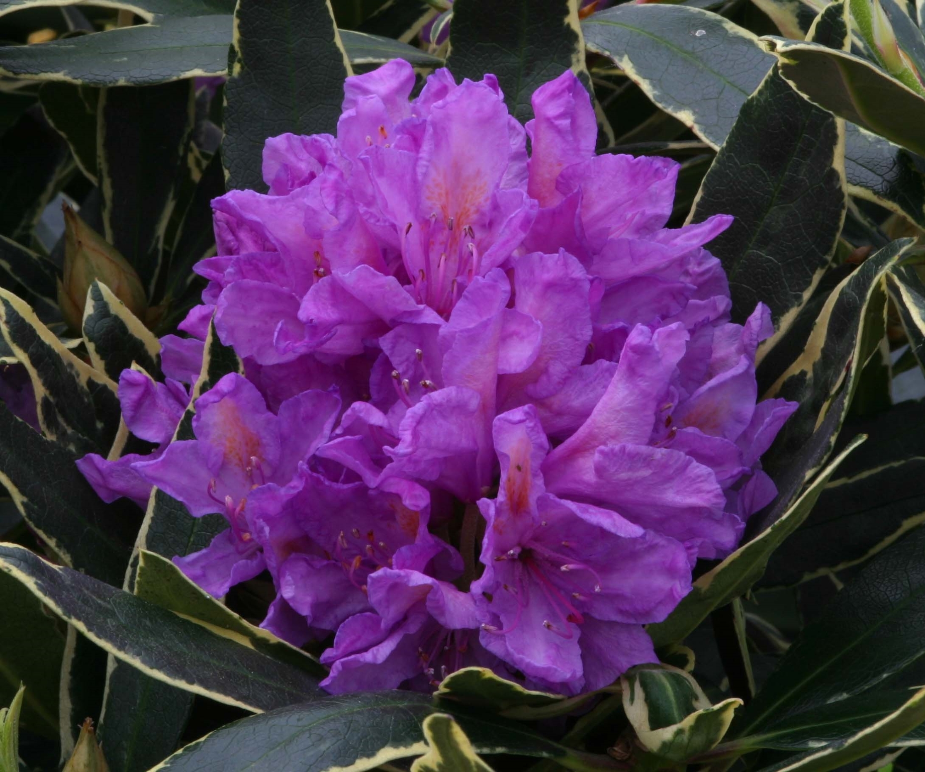 Rhododendron Hybrid Silver Edge 7.5 litre Stewarts Garden Centre