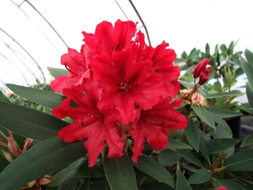 Rhododendron Hybrid Taragona 35 Litre