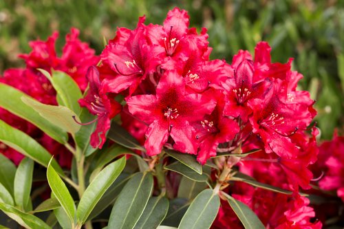 Rhododendron Hybrid Taragona 7.5 litre