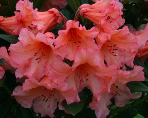 Rhododendron Hybrid Tortoiseshell Orange 7.5 Litre