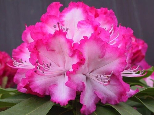 Rhododendron Hybrid XXL 7.5 Litre