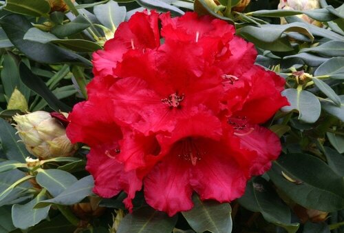 Rhododendron Hybrid Karl Naue II 5 Litre - image 1