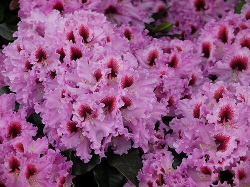 Rhododendron Ss Kabarett 5L