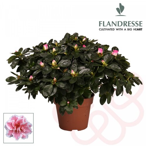 Rhododendron japonica Melle 3 Litre