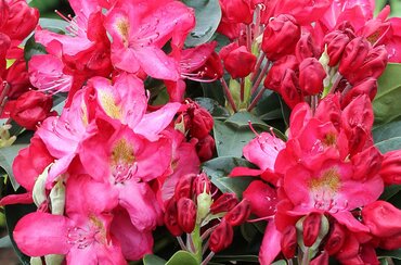 Rhododendron Junifeuer III 5 Litre