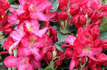 Rhododendron hybr Junifeuer III C5 - image 1