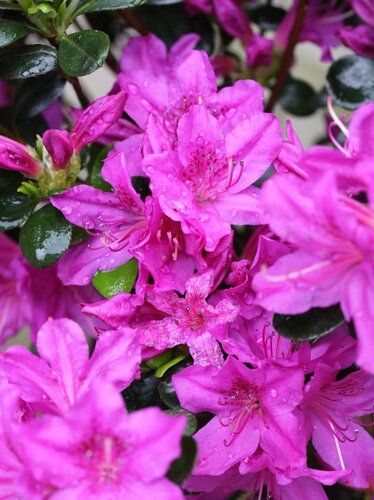 Rhododendron Lady Dark 16.5 Litre - image 1