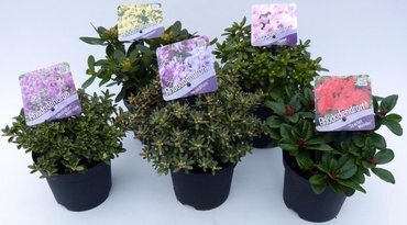 Rhododendron Mix 13cm