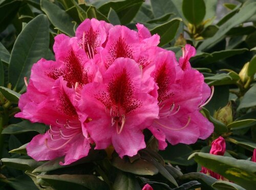 Rhododendron hybr Orakel III C5 - image 1