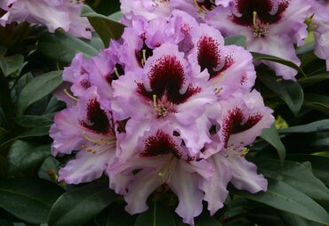 Rhododendron Pinguin 5 Litre - image 1