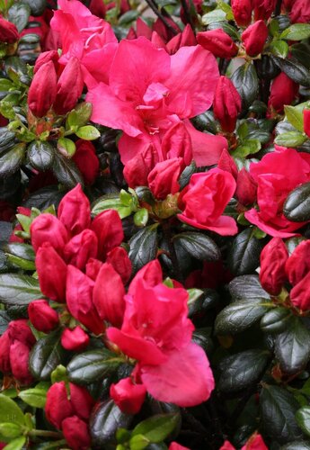 Rhododendron Purpurkissen 16.5 Litre - image 1