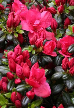 Rhododendron Purpurkissen 16.5 Litre - image 1