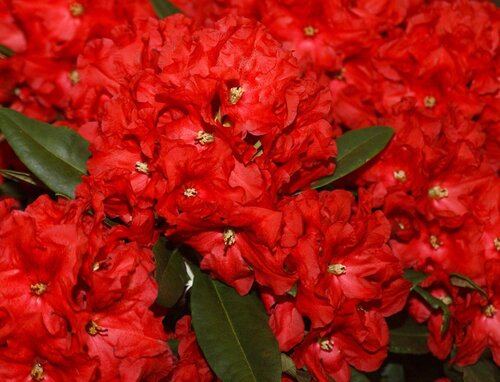Rhododendron hybr Rabatz IV C5 - image 1