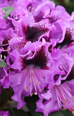Rhododendron Rhodode Muritz III 5 litre