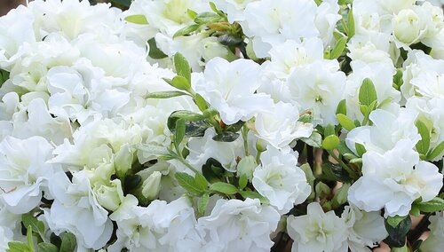 Rhododendron Schneeperle 16.5 Litre - image 1