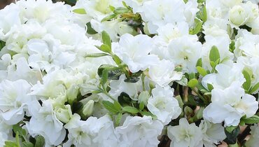 Rhododendron Schneeperle 16.5 Litre - image 1
