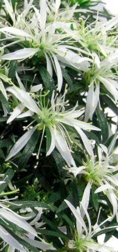 Rhododendron 'Star Style' Bush White 3 Litre
