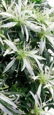 Rhododendron Star Style White 5cm