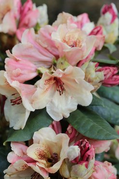 Rhododendron Viscy III 5 litre
