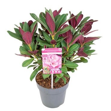 Rhododendron Wine and Roses 22cm