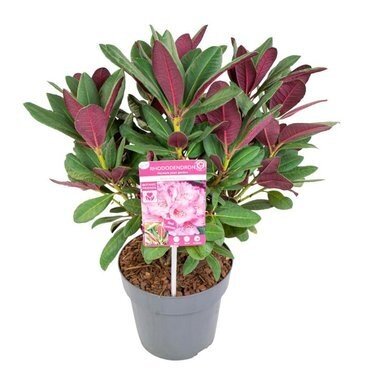 Rhododendron Wine & Roses 3 Litre - image 1
