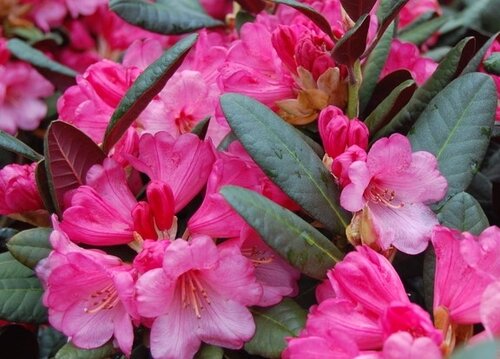 Rhododendron Wine & Roses 5 Litre