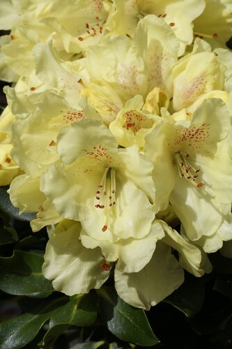Rhododendron yak Bohlken's Laura IV 5 Litre - image 1