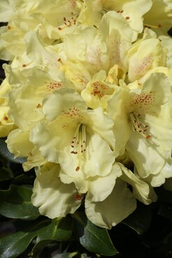 Rhododendron yak Bohlken's Laura IV 5 Litre - image 1