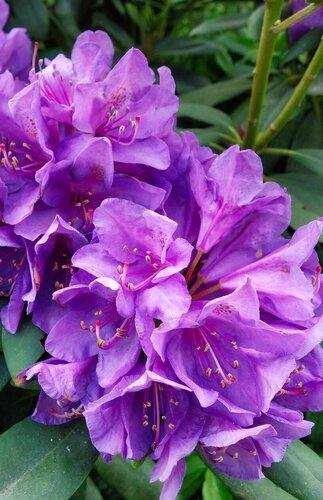 Rhododendron yak Bohlken's Lupinenbg Laguna 5 Litre - image 1