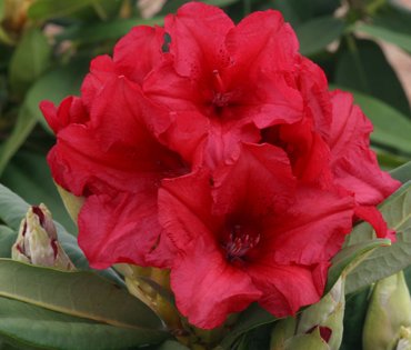 Rhododendron Yak Dopey 3 litre