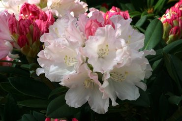 Rhododendron Yak Dreamland 3 litre