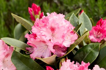 Rhododendron Yak Excelsior 3 Litre
