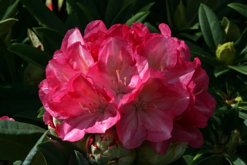 Rhododendron Yak Fantastica 3 litre
