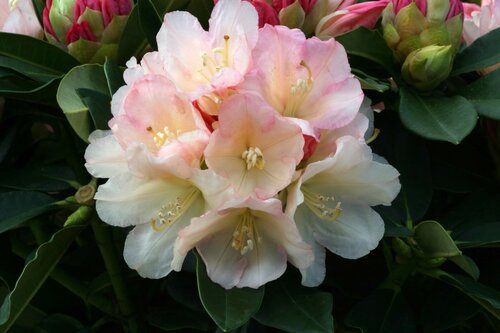 Rhododendron Yak Golden Torch 3 Litre