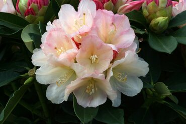 Rhododendron Yak Golden Torch 3 Litre