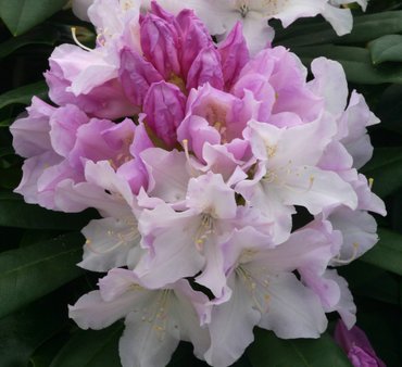 Rhododendron Yak Hoppy 3 litre