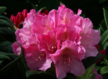 Rhododendron Yak Kalinka 3 Litre