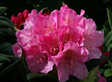 Rhododendron Yak Kalinka 3 litre